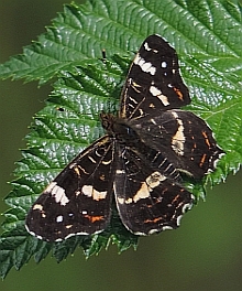 Map Butterfly – Araschnia levana